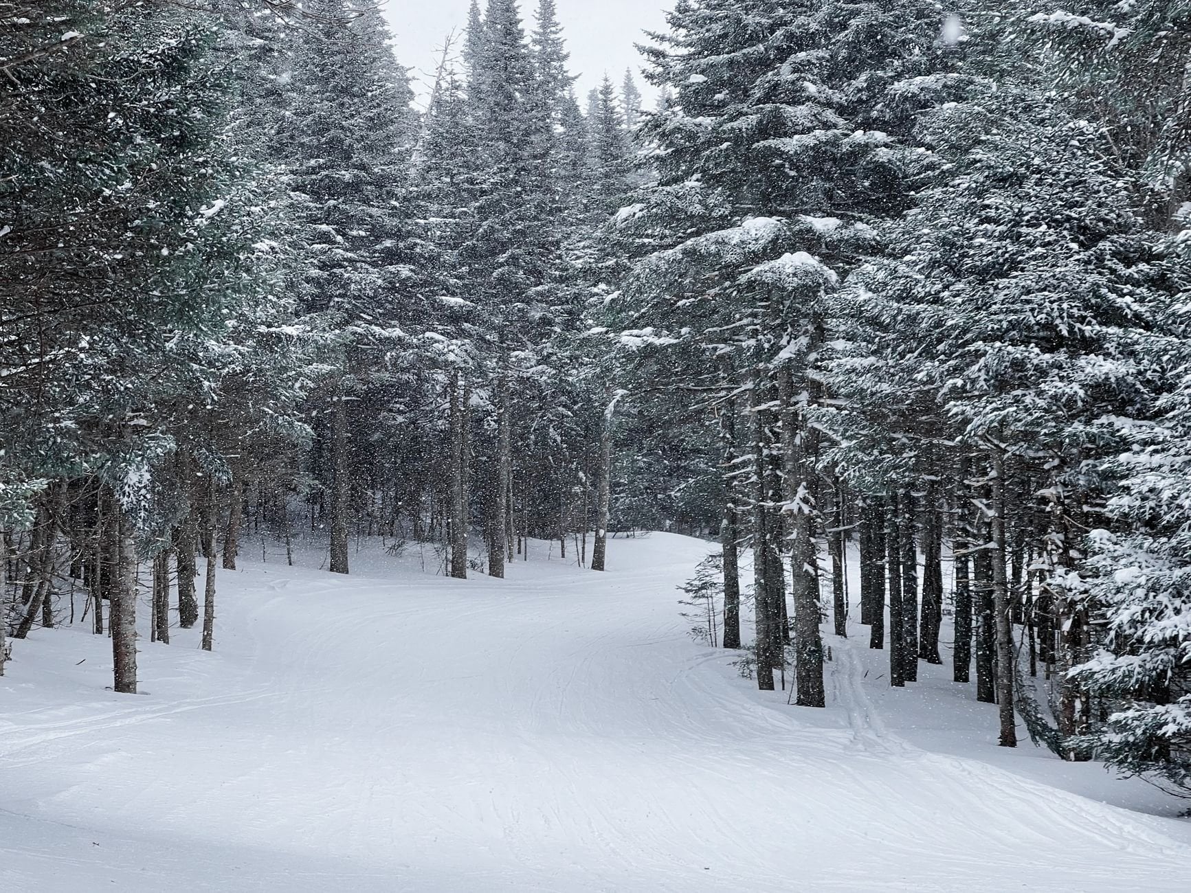 Peaceful snowy forest scene with trees covered in snow, depicting a calm winter wonderland.